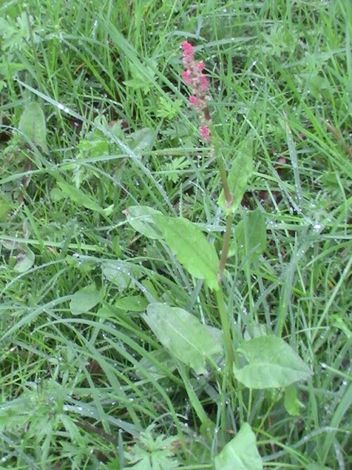 wiesen-sauerampfer-rumex-acetosa-l-9191.jpeg