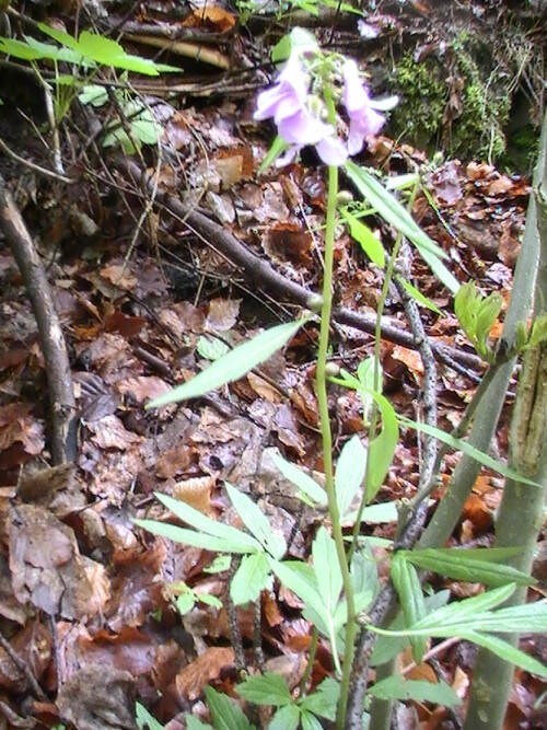 Die Zwiebel-Zahnwurz(Cardamine bulbifera(Crantz)) kann örtlich gehäuft vorkommen bzw. wachsen und gedeihen.
http://de.wikipedia.org/wiki/Zwiebeltragende_Zahnwurz

Aufnameort: Eiershausen Waldweg am Hirschberg
Kamera: Medion digitaler Full-HD-Camcorder mit Touchscreen