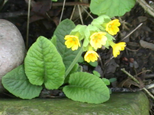 Eine markante Blume
http://de.wikipedia.org/wiki/Echte_Schl%C3%BCsselblume

Aufnameort: Eiershause Blumenrabatte
Kamera: Medion digitaler Full-HD-Camcorder mit Touchscreen