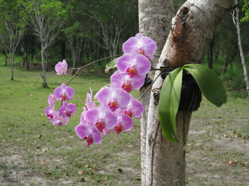 Orchidee Phalaenopsis

Aufnameort: Taitung, Taiwan, 2012
