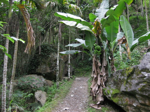 Was auf den ersten Blick aussieht wie Urwald, ist der Garten eines Ureinwohner-Dorfes.

Aufnameort: Taroko Nationalpark, Shakadang, Taiwan, 2012
