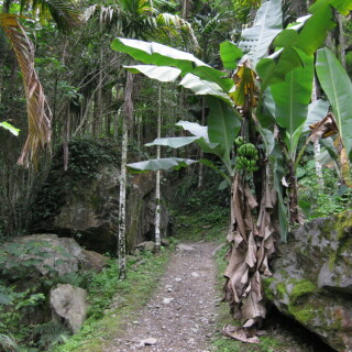 bananen-im-wald-8029
