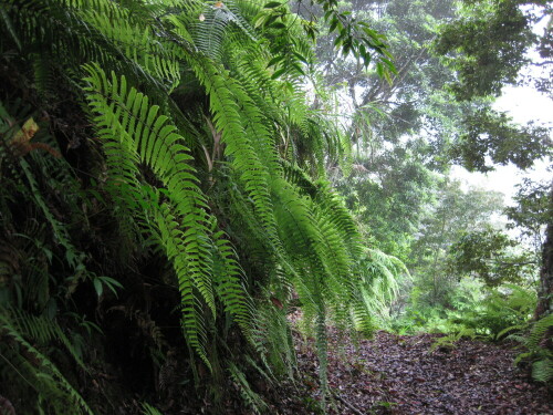 

Aufnameort: Taroko Nationalpark, Shakadang, Taiwan, 2012
