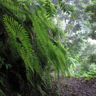 farne-am-shakadang-trail-8032