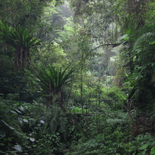urwald-am-shakadang-trail-8031