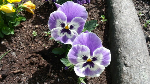 Stiefmütterchen in meinen Garten.

Aufnameort: Fichtelberg
Kamera: GE