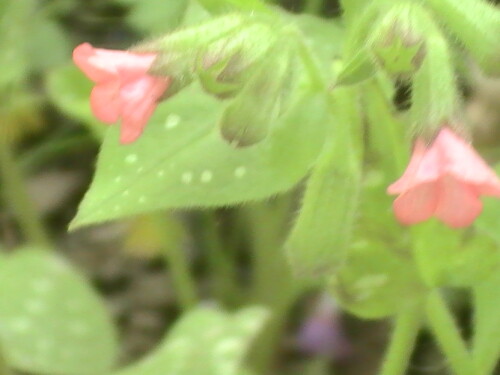 geflecktes-lungenkraut-pulmonaria-officinalis-l-9100.jpeg