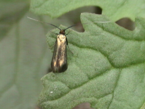 Eine Langhornmotte, deren Männchen im Sommer auch an Waldwegen ausschwärmt.
http://de.wikipedia.org/wiki/Adela_reaumurella

Aufnameort: Eiershausen Waldweg am Hirschberg
Kamera: Medion digitaler Full-HD-Camcorder mit Touchscreen