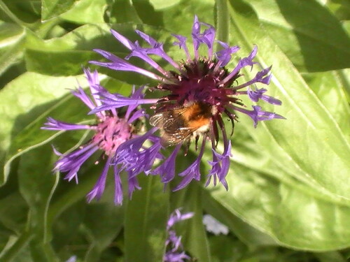 Bergflockenblume(Centaurea montana(L.)) hier mit einer Ackerhummel(Bombus pascuorum(Scopoli 1763)) als Blütenbesucher.
http://de.wikipedia.org/wiki/Bergflockenblume
http://de.wikipedia.org/wiki/Ackerhummel

Aufnameort: Eiershausen Garten
Kamera: Medion digitaler Full-HD-Camcorder mit Touchscreen