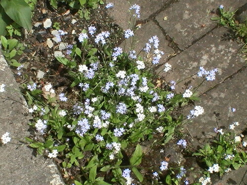 buntes-vergissmeinnicht-myosotis-discolor-l-1-9182.jpeg