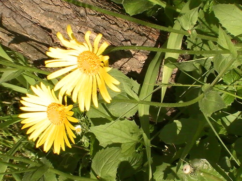 Manche Gämswurzen kommen auch als Zierpflanzen in Gärten vor.
http://commons.wikimedia.org/wiki/File:Doronicum_columnae_01DH.jpg
(Bestimmung war zuvor umstritten - nach Schmeil-Fitschen sind die Stängel oft mehrköpfig(hier nie) sowie herzförmig - hier stängelumfassend) - nun korrigiert)

Aufnameort: Eiershausen Garten
Kamera: Medion digitaler Full-HD-Camcorder mit Touchscreen