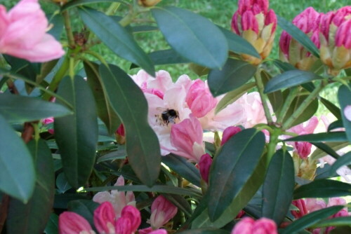 Rhododendronstauch in meinem Garten.

Aufnameort: Fichtelberg
Kamera: GE