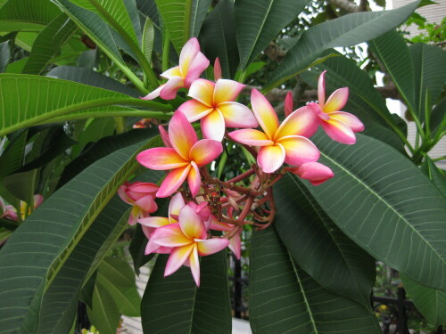 plumeria-rubra-7992.jpeg