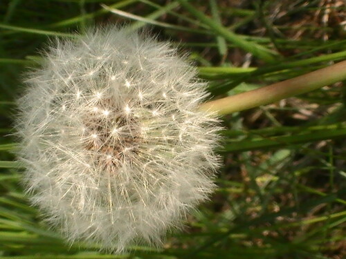 pusteblume-taraxacum-officinale-1-9142.jpeg