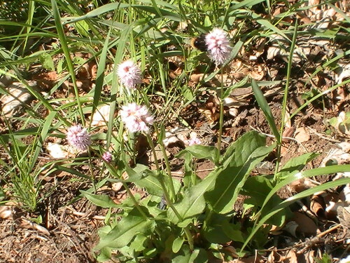 Der Schlangen-Knöterich(Bistorta officinalis(Delarbre)) kommt besonders in Feuchtwiesen vor.
http://de.wikipedia.org/wiki/Schlangenkn%C3%B6terich

Aufnameort: Eiershausen Feuchtwiesen
Kamera: Medion digitaler Full-HD-Camcorder mit Touchscreen