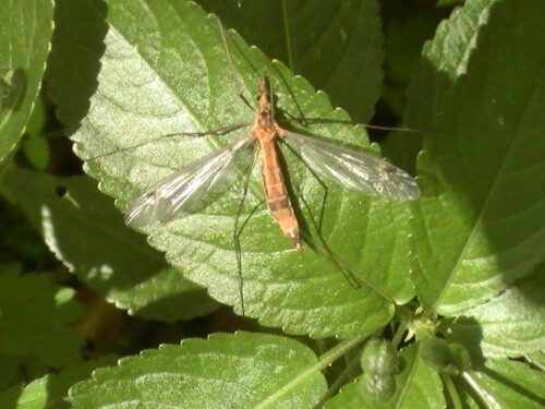 wiesenschnake-tipula-paludosa-meigen-1830-9169.jpeg