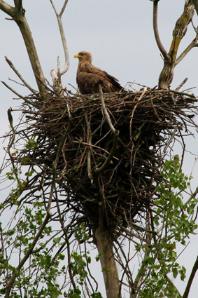 seeadler-am-horst-7194.jpeg