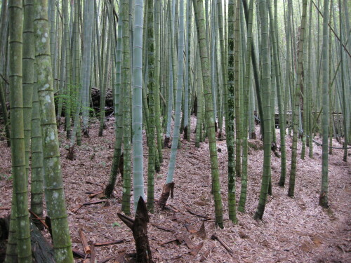 Bambuswald am Mt. Shuisheda-Trail
http://martin-ebner.net/topics/nature/bambus/

Aufnameort: Ita Thao, Taiwan, 2012
