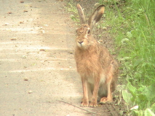 Südlich von Simmersbach auf einem Feldweg überraschend beobachtet
http://de.wikipedia.org/wiki/Feldhase

Aufnameort: Simmersbach südlich auf einem Feldweg
Kamera: Medion digitaler Full-HD-Camcorder mit Touchscreen