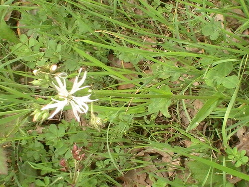 Eine weißblühende Varietät(mehrmals über die Jahre am gleichen Standort angetroffen) - also nicht etwa farblich verblasst - konnte an einem Feldweg südlich von Simmersbach fotografiert werden.
http://de.wikipedia.org/wiki/Kuckucks-Lichtnelke

Aufnameort: Simmersbach südlich am Rande eines Feldweges
Kamera: Medion digitaler Full-HD-Camcorder mit Touchscreen