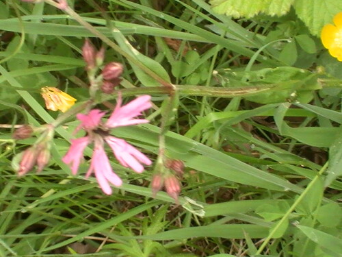 kuckucks-lichtnelke-lychnis-flos-cuculi-l-9282.jpeg