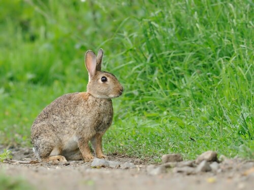 wildkaninchen-8089.jpeg