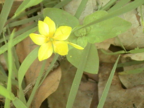 Eine Blume, die manchmal auch am Wegesrand von Wäldern aufblüht.
http://de.wikipedia.org/wiki/Hain-Gilbweiderich

Aufnameort: Eiershausen Wald am Hirschberg
Kamera: Medion Full-HD-Camcorder mit Touchscreen