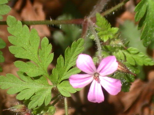 Gelegentlich auch in Gärten wachsendes Geranium.
http://de.wikipedia.org/wiki/Stinkender_Storchschnabel

Aufnameort: Eiershausen Garten
Kamera: Medion Full-HD-Camcorder mit Touchscreen