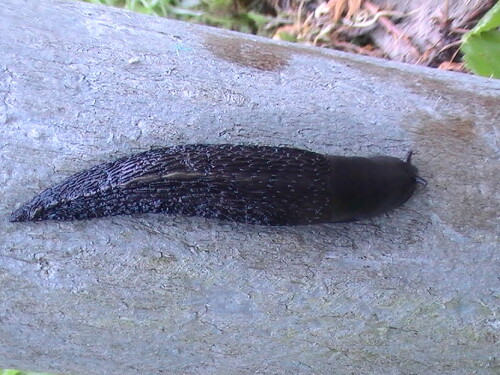 schwarze-wegschnecke-arion-ater-l-1758-8727.jpeg