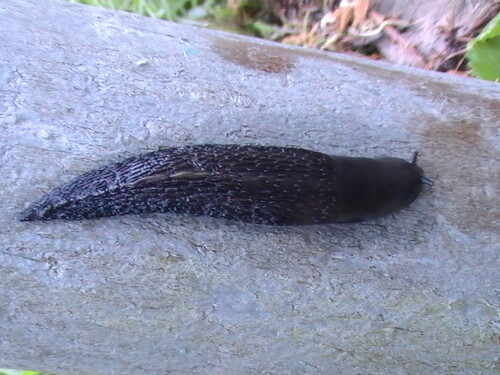 Eine Nacktschnecke, die auch wegen ihrer Färbung auffallen kann.
http://de.wikipedia.org/wiki/Schwarzer_Schnegel

Aufnameort: Eiershausen Garten
Kamera: Medion digitaler Full-HD-Camcorder mit Touchscreen