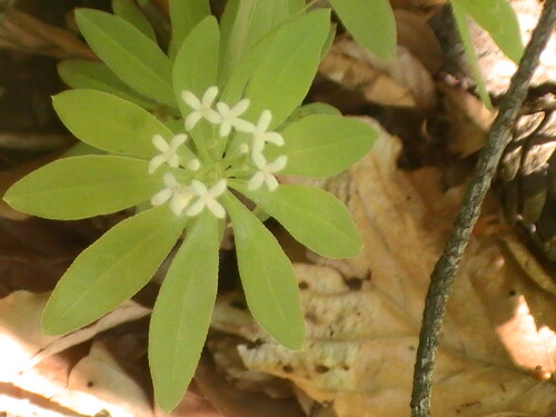 Ende des Frühjahres - Anfang Sommer lässt sich an manchen Orten auch blühender Waldmeister(Galium odoratum(Scop.)) antreffen.
http://de.wikipedia.org/wiki/Waldmeister

Aufnameort: Eiershausen Wald am Hirschberg
Kamera: Medion Full-HD-Camcorder mit Touchscreen