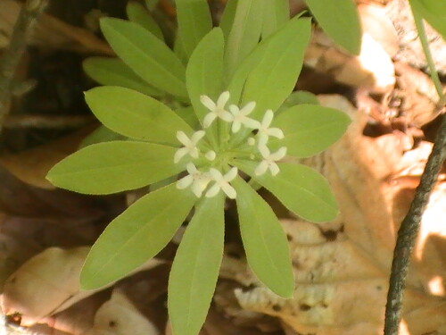 waldmeister-galium-odoratum-scop-9184.jpeg