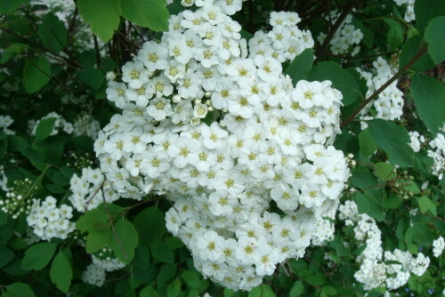 Brautspiere, Spira x aguta

Aufnameort: in meinen Garten
Kamera: GE