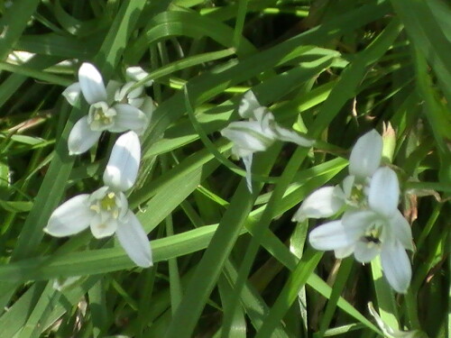 Ein Zwiebelgeophyt, der ggf. auch gerne im Garten angepflanzt wird.
http://de.wikipedia.org/wiki/Ornithogalum_umbellatum

Aufnameort: Eiershausen Garten
Kamera: Medion digitaler Full-HD-Camcorder mit Touchscreen