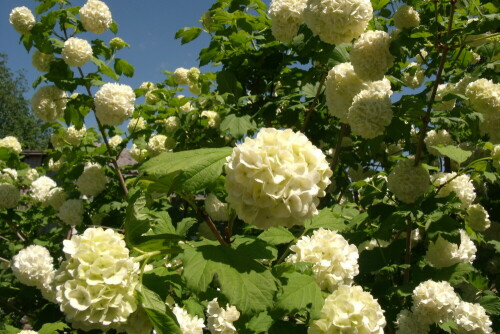 

Aufnameort: Fichtelberg in meinen Garten.
Kamera: GE