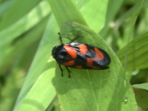 gemeine-blutzikade-cercopis-vulnerata-leach-1815-9071.jpeg