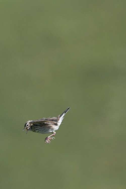 baumpieper-anthus-trivialis-im-sturzflug-12288.jpeg