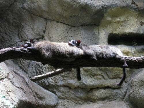 Herpestes urva

Aufnameort: Zoo Taipei, Taiwan, 2012
