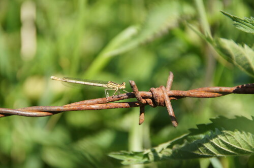 zarte Libelle auf rostigem Stacheldraht, im Hintergrund Brennnesseln

Aufnameort: Steyerberg
Kamera: Sony Alpha 55