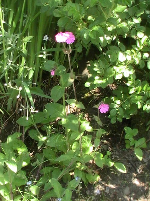 Die rote Lichtnelke kann auf Wiesen wie an bzw. in Wäldern, Hecken, Hochstaudenfluren sowie Bruch- wie Auenwäldern vorkommen.
http://de.wikipedia.org/wiki/Rote_Lichtnelke

Aufnameort: Eiershausen Garten
Kamera: Medion digitaler Full-HD-Camcorder mit Touchscreen