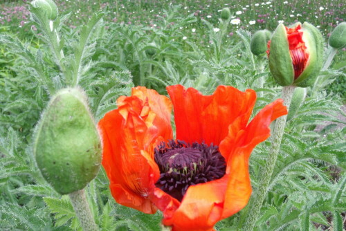 roter-mohn-7142.jpeg