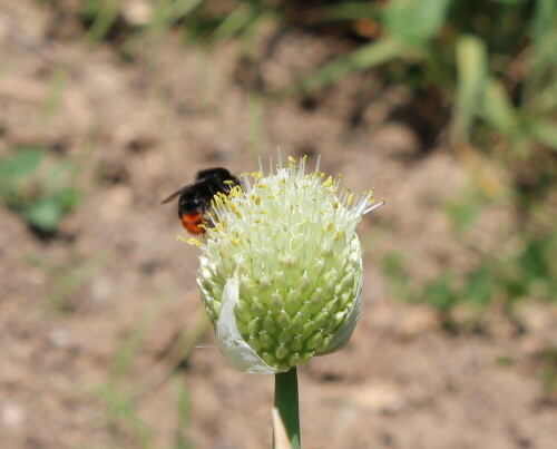 steinhummel-auf-lauch-9834.jpeg