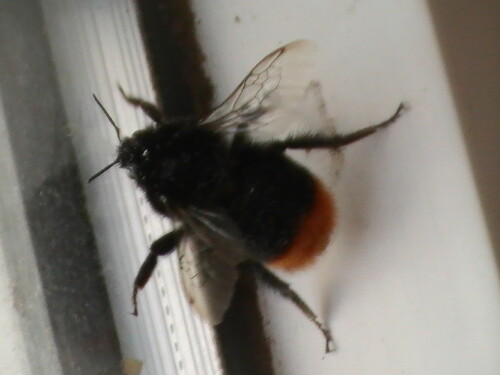 steinhummel-bombus-lapidarius-l-1758-9160.jpeg