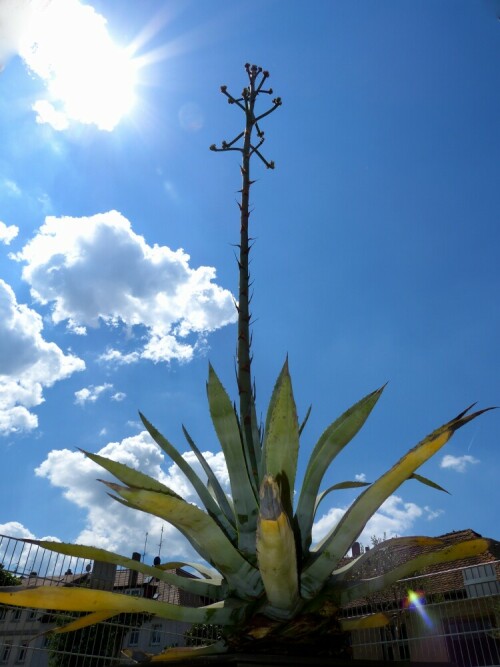 im Ansbacher Hofgarten schickt sich die 150 Jahre alte Agave an zu Blühen. Der Blütenstängel misst zur Zeit 5,5 m
Es ist schon eine kleine botanische Sensation

Aufnameort: Ansbach Hofgarten
Kamera: Panasonic Lumix FZ150