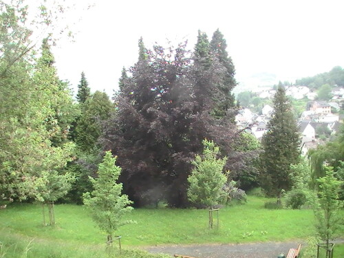 In der Nähe des Kriegsdenkmal für Gefallene wächst in Eiershausen auch eine "Blutbuche."
http://de.wikipedia.org/wiki/Blutbuche

Aufnameort: Eiershausen in der Nähe des Kriegsdenkmales für Gefallene
Kamera: Medion digitaler Full-HD-Camcorder mit Touchscreen