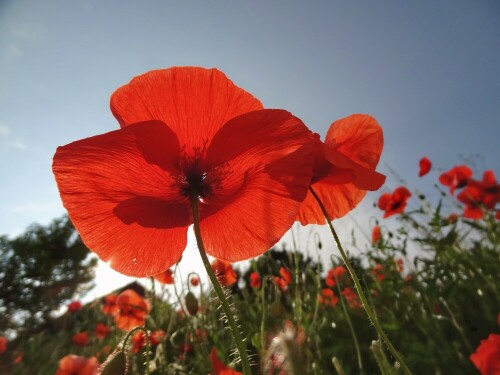 Klatschmohn gegen die Sonne fotografiert

Aufnameort: Grossniedesheim
Kamera: Sony HD