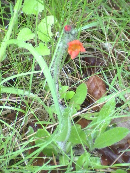 orangerotes-habichtskraut-hieracium-aurantiacum-l-9138.jpeg