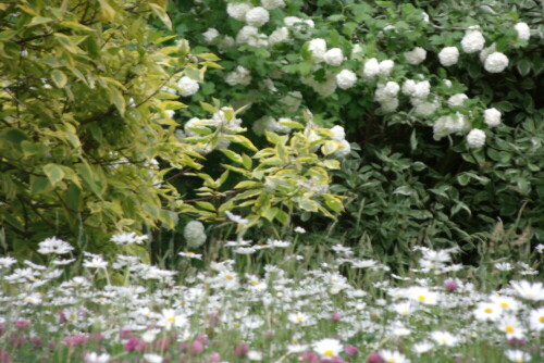 Ein Teil von meinen Garten

Aufnameort: Fichtelberg in meinen Garten.
Kamera: GE