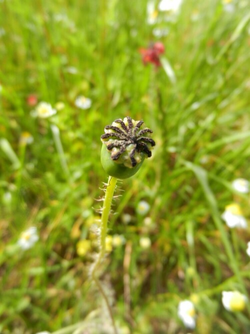 geschlossener-mohn-7258.jpeg