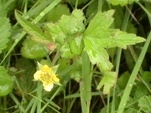 echte-nelkenwurz-geum-urbanum-l-9079.jpeg